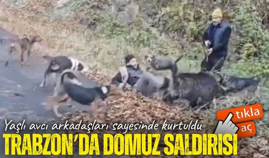 Trabzon’da yaban domuzu saldırısı: 64 yaşındaki avcı arkadaşları tarafından son anda kurtarıldı