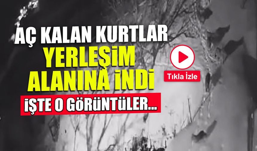 Artvin'de Aç Kalan Kurtlar Yerleşim Alanına İndi! İşte O Görüntüler...