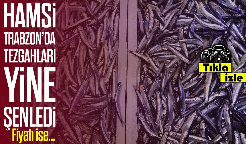 Hamsi Tezgahlara Geri Döndü: 1,5 Ay Sonra Kaliteli Hamsi Vatandaşla Buluştu