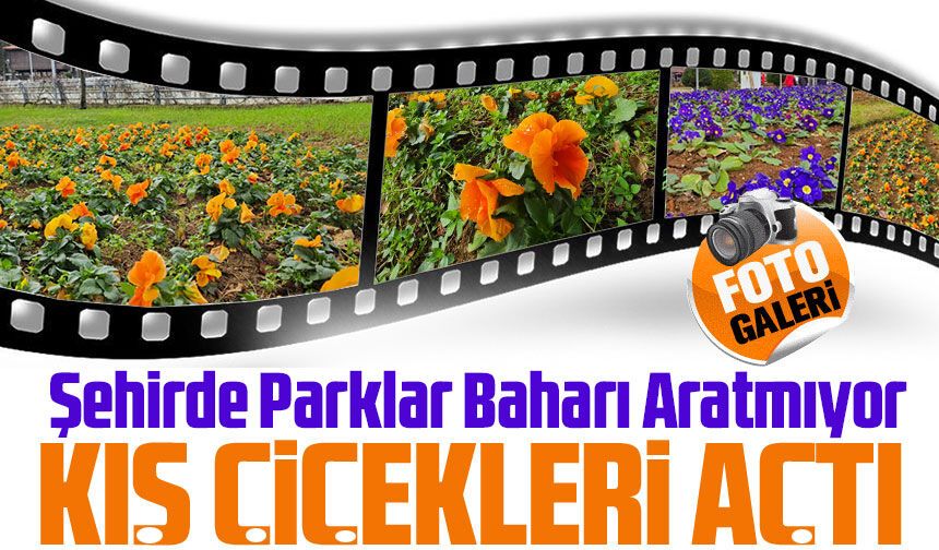 Trabzon’da Kış Çiçekleri Açtı, Parklar Baharı Aratmıyor