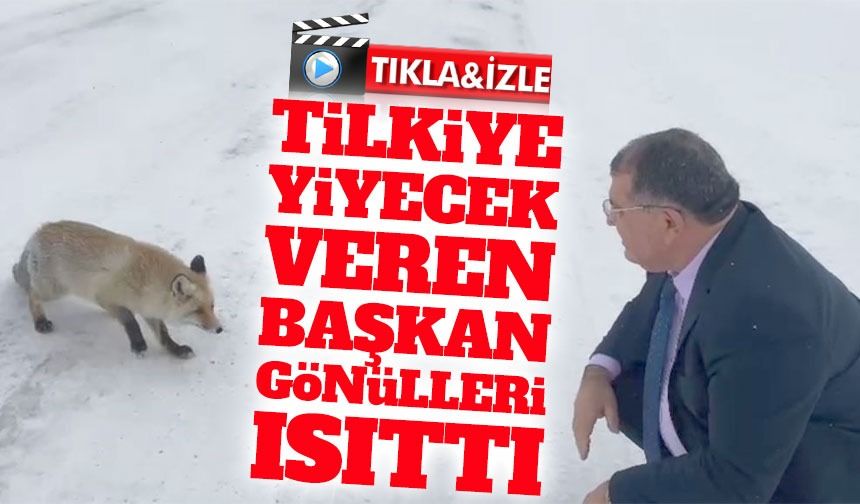 Sahara Geçidi'nde Tilkiye Yiyecek Veren Başkan Gönülleri Isıttı