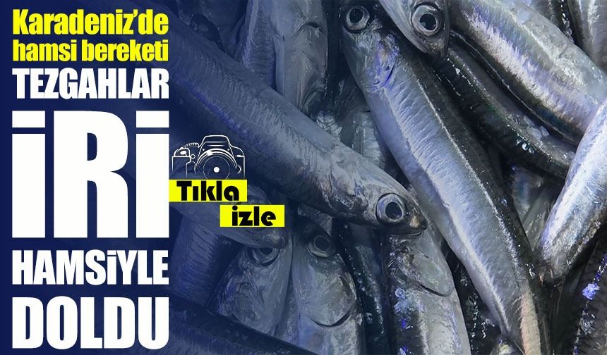 Ramazan’da Hamsi Bereketi: Karadeniz’de Av Artışı Yüzleri Güldürdü