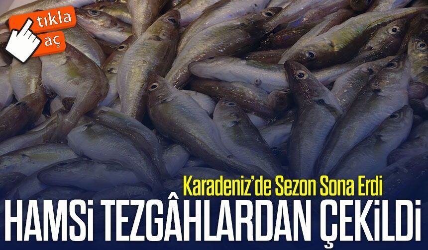 Karadeniz’de Hamsi Sezonu Sona Erdi: Trabzon Tezgâhlarında İlk Kez Görülmedi