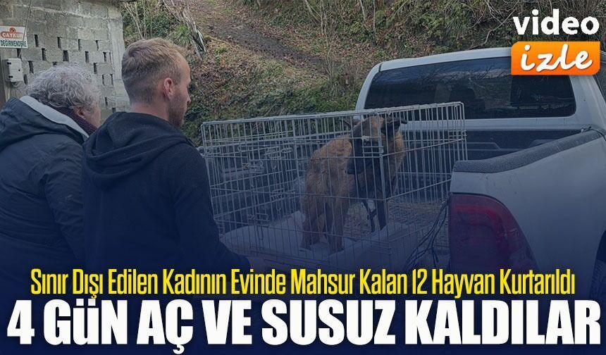 Artvin’de Sınır Dışı Edilen Rus Kadının Evinde Aç Kalan 12 Hayvan Kurtarıldı