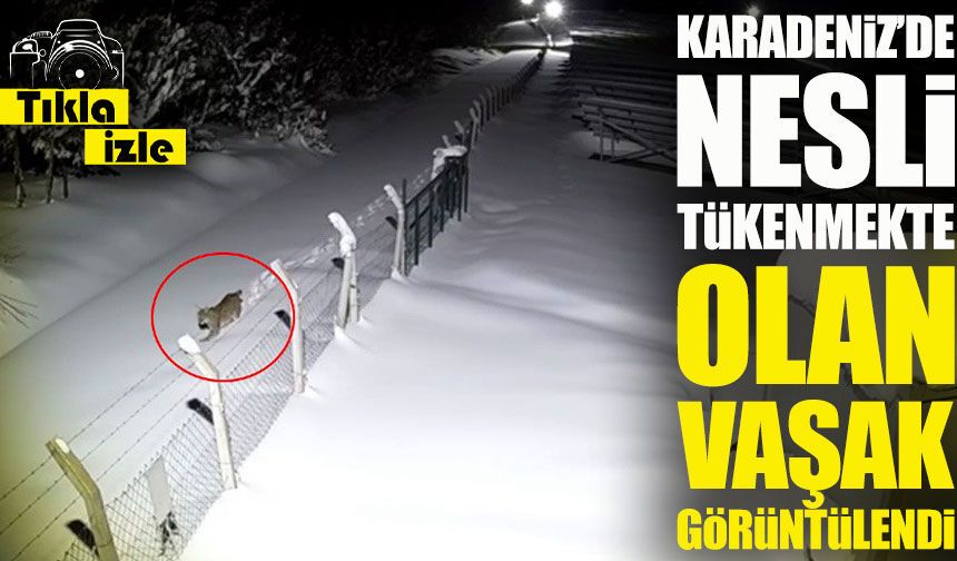 Karadeniz'de Nesli Tükenmekte Olan Vaşak Bir Yıl Sonra Yeniden Görüntülendi