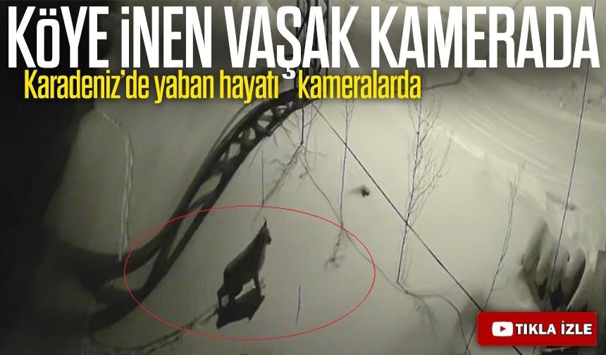 Bayburt’ta Köye İnen Vaşak Kamerada: Yol Kenarında Çevreyi İzledi