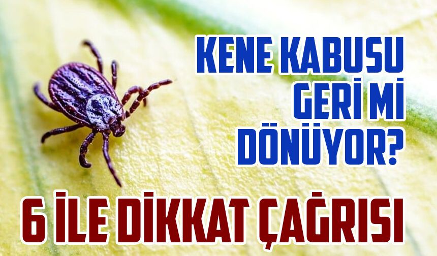 Kış Yağışları Keneyi Tetikledi: Bu 6 İlde Yaşayanlar Dikkat!
