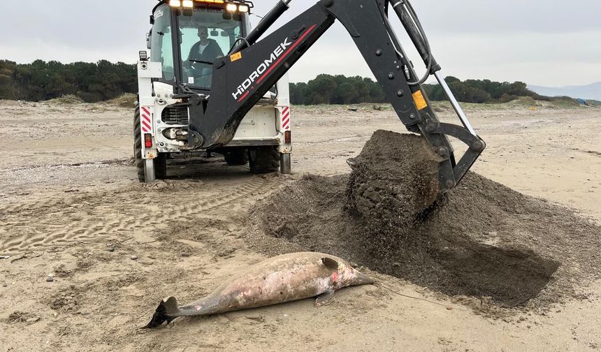 Ölü yunus sahile vurdu