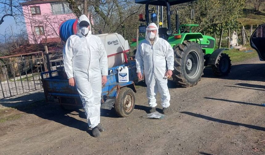 Salıpazarı'nda kahverengi kokarca ile mücadele sürüyor