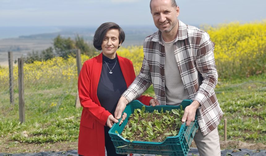 Samsunlu girişimci çift, üretimine başladıkları ak zambak soğanlarını ihraç etmek istiyor