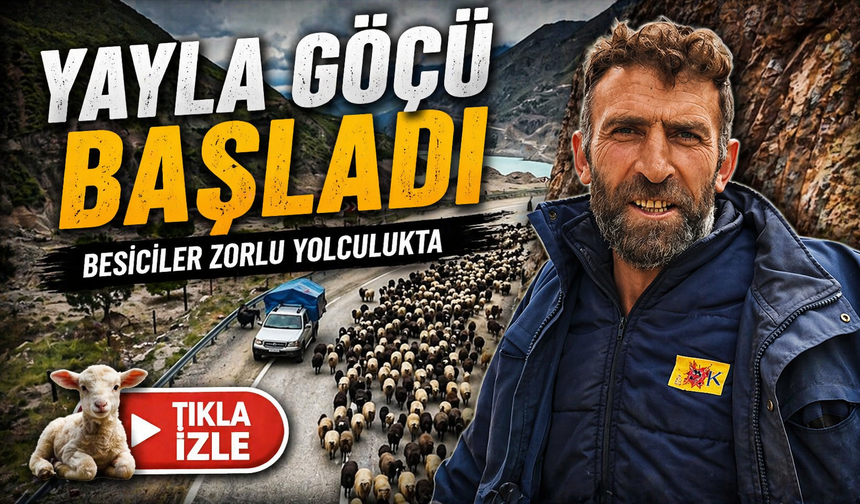 Karadeniz’de göç zamanı: Sürüler yollara indi, yayla göçü başladı