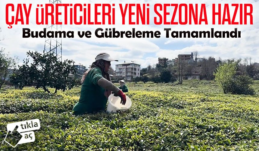 Çay Üreticileri Sezona Kilitlendi: Budama ve Gübreleme Tamamlandı