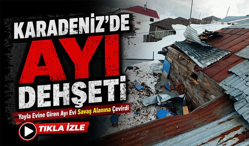 Karadeniz’de Aç Kalan Ayılar Yayla Evlerini Hedef Alıyor