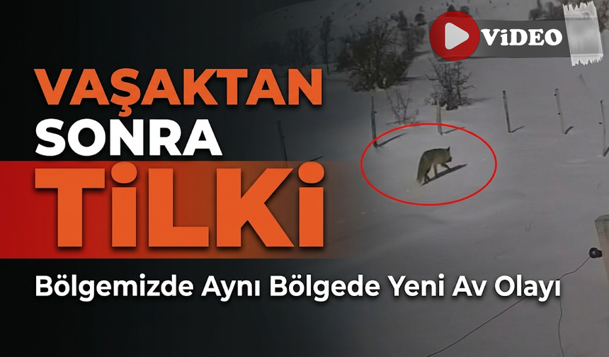 Bayburt’ta Doğada Şok Anlar: Tilki Tavşanı Böyle Avladı