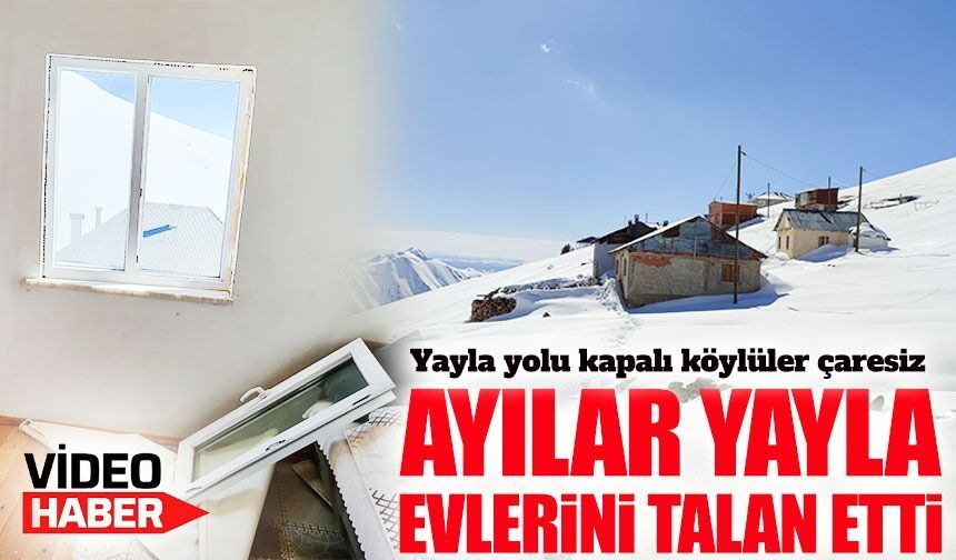 Bayburt’ta ayıların talanı: Yayla yolu kapalı, köylüler çaresiz