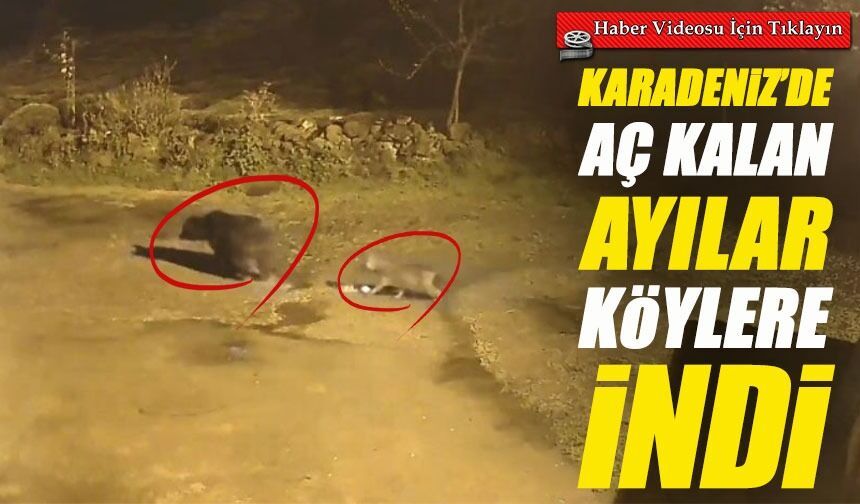 Artvin’de Ayılar Köylere İndi: Açlık Yaban Hayvanlarını Zorluyor