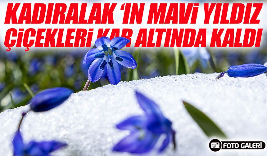 Kadıralak Yaylası’nda mavi yıldız çiçekleri kar altında kaldı