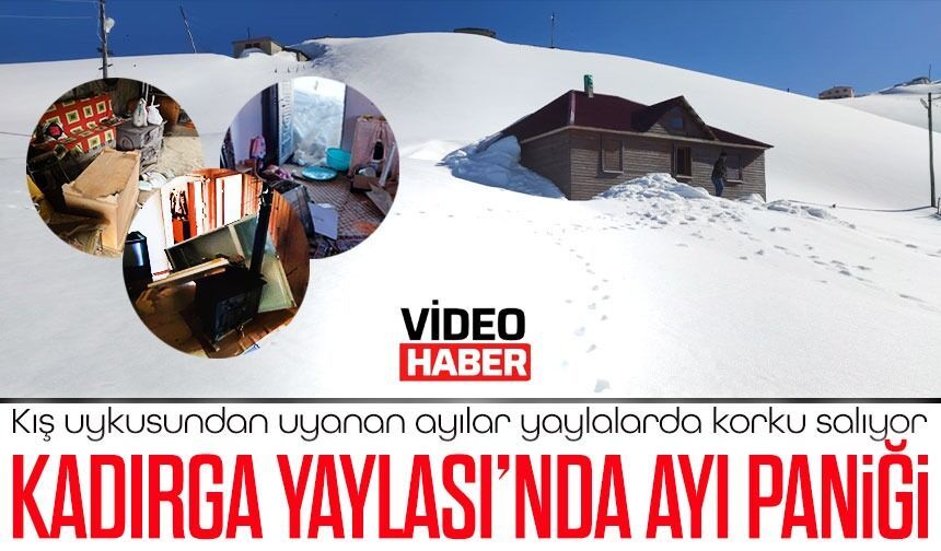 Kadırga Yaylası’nda ayı dehşeti: Evlere girip büyük zarar verdiler