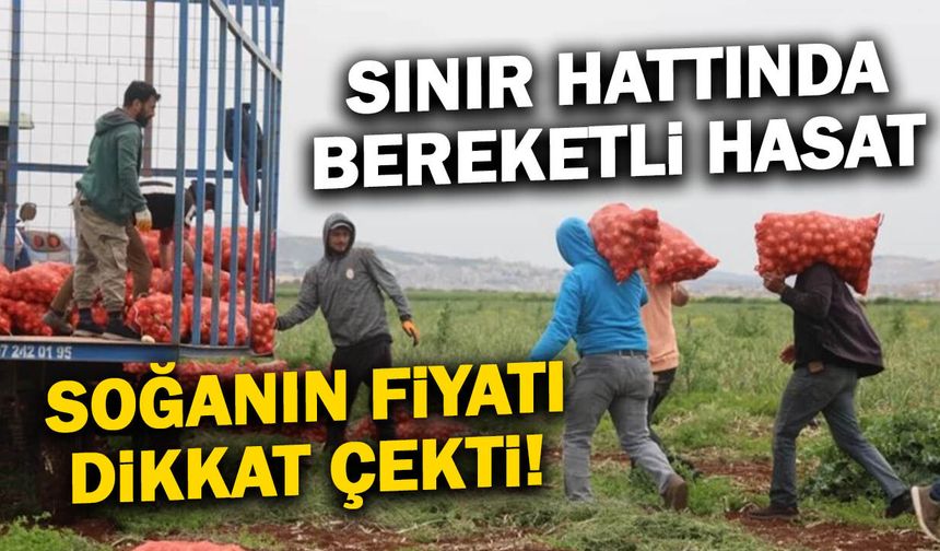 Sınır hattında bereketli hasat! Soğanın tarla fiyatı dikkat çekti