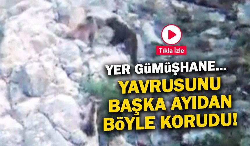 Anne Ayı Yavrusunu Diğer Ayıdan Böyle Korudu! O Anlar Kamerada