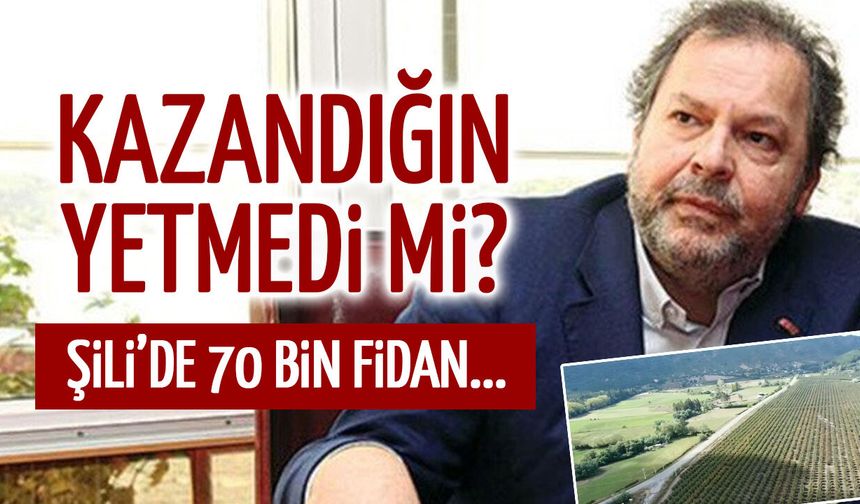 Kazandığın Yetmedi mi? Şili'de 70 Bin Fidan...