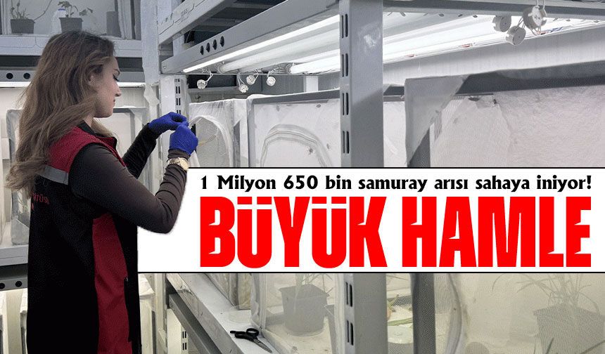Fındıkta Büyük Tehdit İçin Dev Hamle: 40 İlde 1 Milyon 650 Bin Samuray Arısı Salınacak