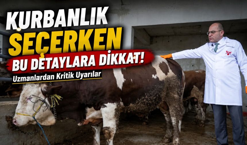 Kurbanlık Seçerken Bu Hataları Yapmayın! Uzmanlardan Kritik Uyarılar