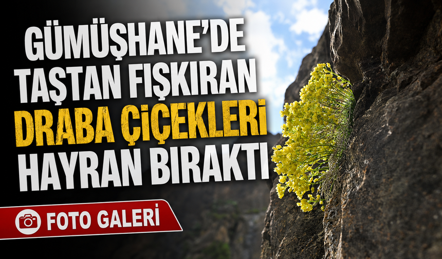 Gümüşhane’de Taşların Arasından Açan Draba Çiçekleri Büyülüyor