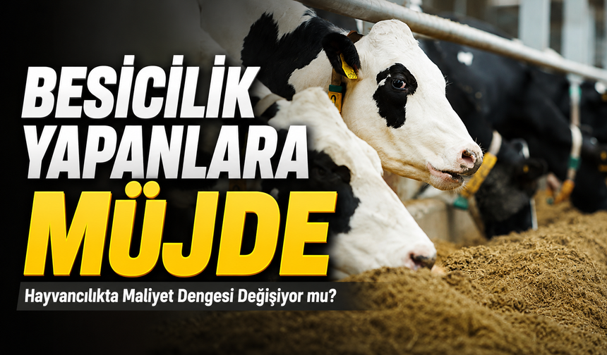 Hayvancılıkta Maliyet Dengesi Değişiyor mu?; Hayvancılıkta Nefes Aldıracak Haber