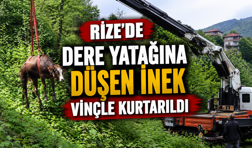 250 Bin Liralık Kurbanlık Dereye Uçtu! Rize’de Nefes Kesen Kurtarma