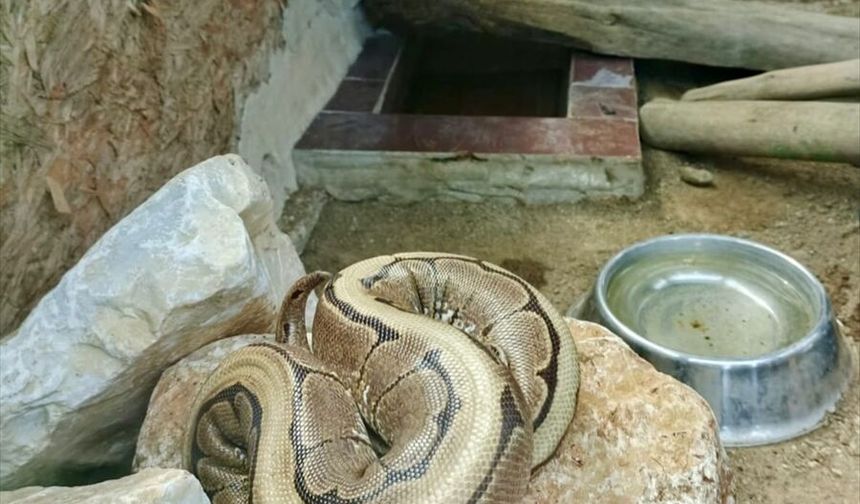 Ordu'da bir evde bulunan piton Giresun'da koruma altına alındı