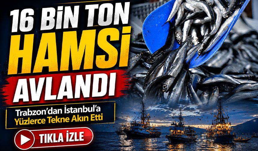 Karadeniz’de Hamsi Bereketi: Kırklareli Açıklarında 16 Bin Ton Avlandı