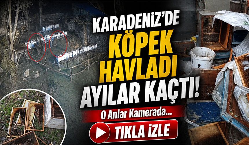 Aç Kalan Ayılar  Karadeniz'de Köye İndi Kovanları Parçaladı: O Anlar Kamerada