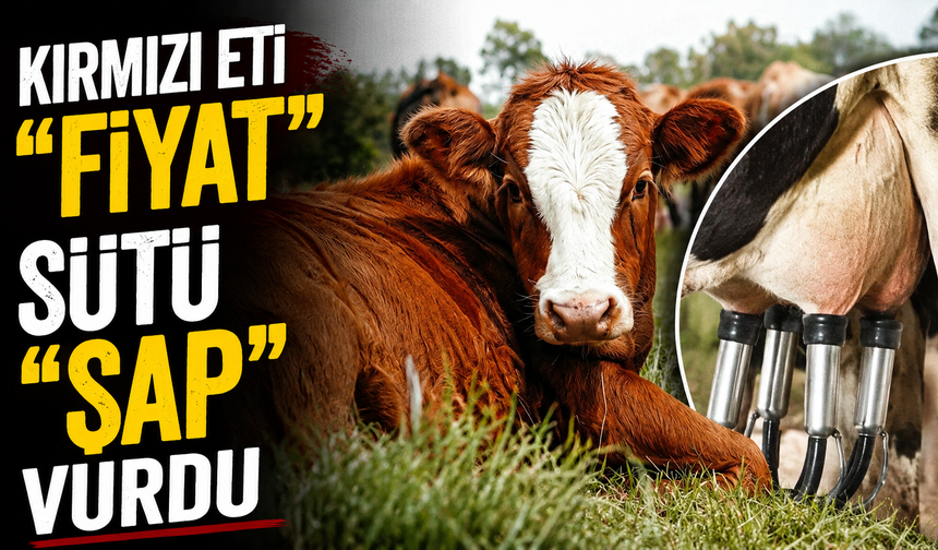 Kırmızı Et ve Süt Üretiminde Sert Düşüş: Sebep Fiyat ve Şap Hastalığı
