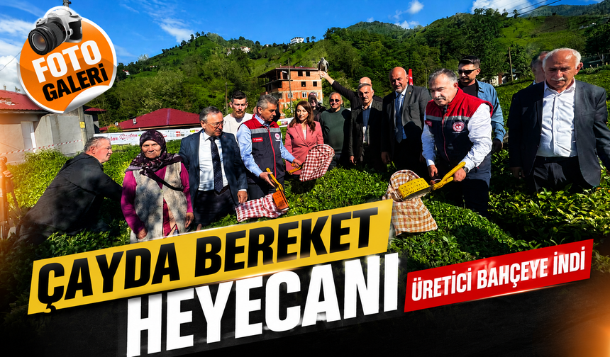 Doğu Karadeniz’in Yeşil Altınında Yeni Sezon Artvin’de Açıldı