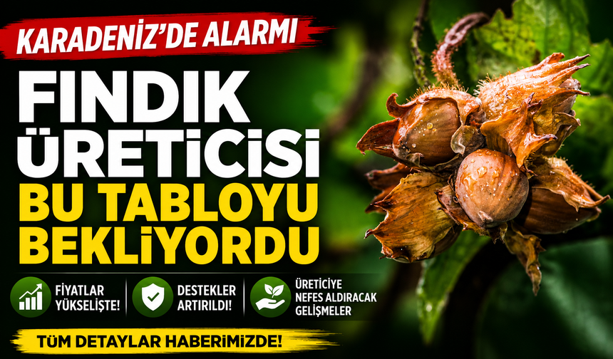 Ordu, Giresun ve Samsun’da Fındık Hareketlendi: Üretici Takipte