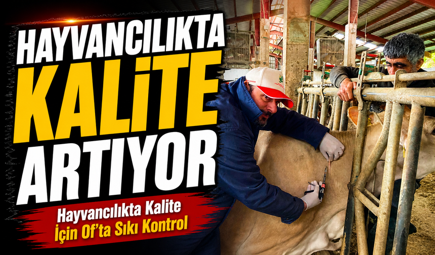 Of’ta Ari İşletmelere Sıkı Denetim: Hayvancılıkta Kalite Artıyor