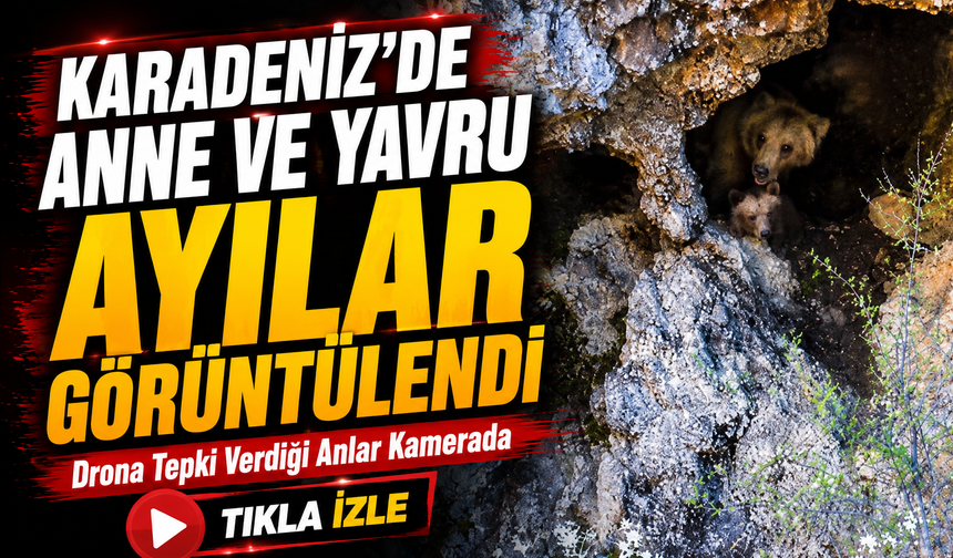 Karadeniz’de Anne Ayı ve Yavruları İnlerinde Dronla Görüntülendi