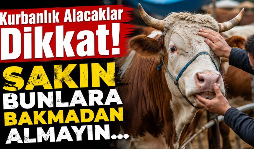 Kurbanlık Alacaklar Dikkat! Sakın Bunlara Bakmadan Almayın...