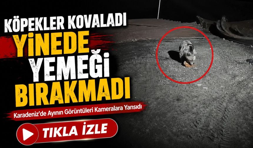 Karadeniz’de Ayının Görüntüleri Kameralara Yansıdı; Köpekler Kovaladı Yine de Yemeğini Bırakmadı