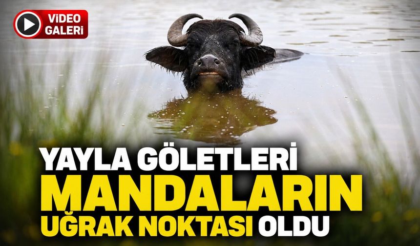 Ordu Yaylalarında Yağış Sonrası Oluşan Göletler Mandaların Serinleme Alanı Oldu