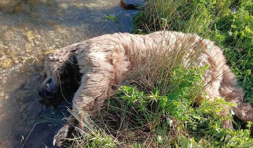 Bayburt'ta yaralı halde görülen bozayı ölü bulundu