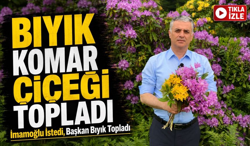 İmamoğlu İstedi, Başkan Bıyık Yaylaya Çıktı: Komar Çiçekleri İstanbul Yolunda