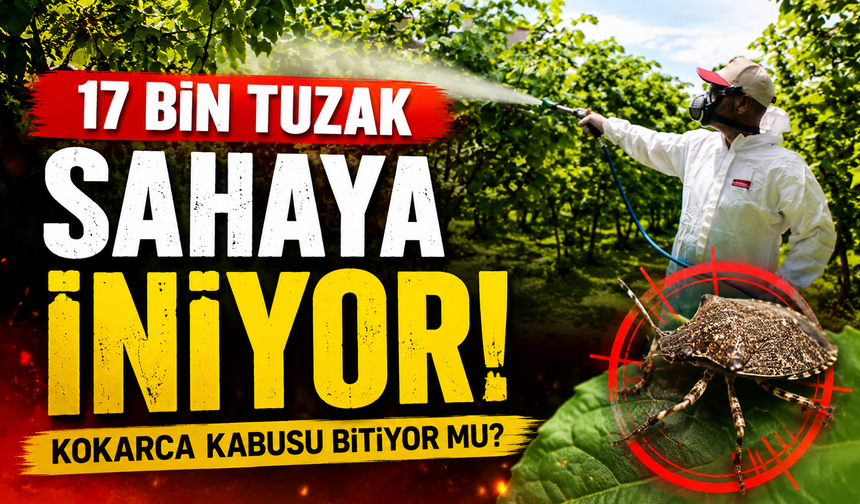 Trabzon'da Kokarca Alarmı: Samuray Arıları ve Tuzaklarla Büyük Mücadele