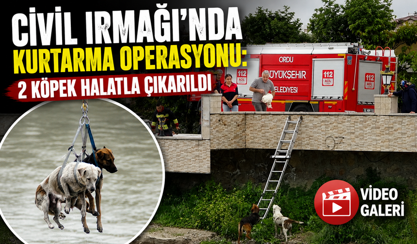 Ordu’da Mahsur Kalan Köpekleri İtfaiye Kurtardı