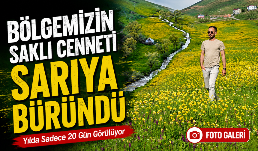 Sarıçiçek Vadisi Sarıya Boyandı