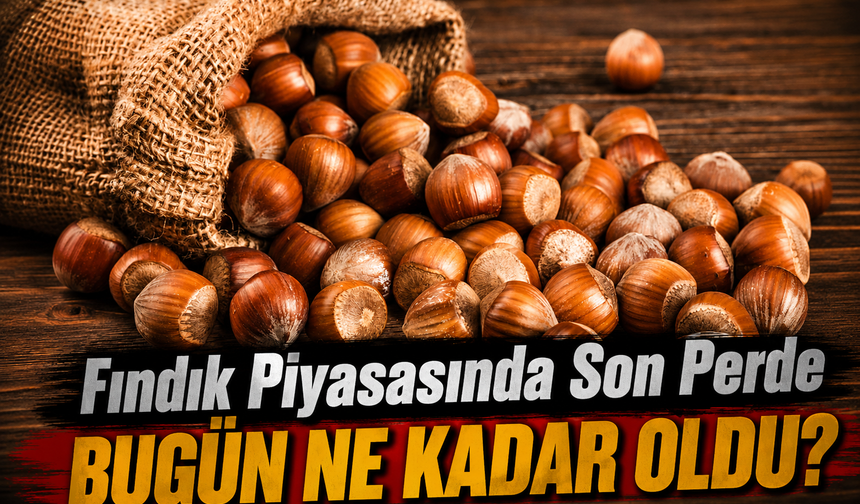 Fındık Piyasasında Son Perde: Güncel Fındık Fiyatları Bugün Ne Kadar Oldu?