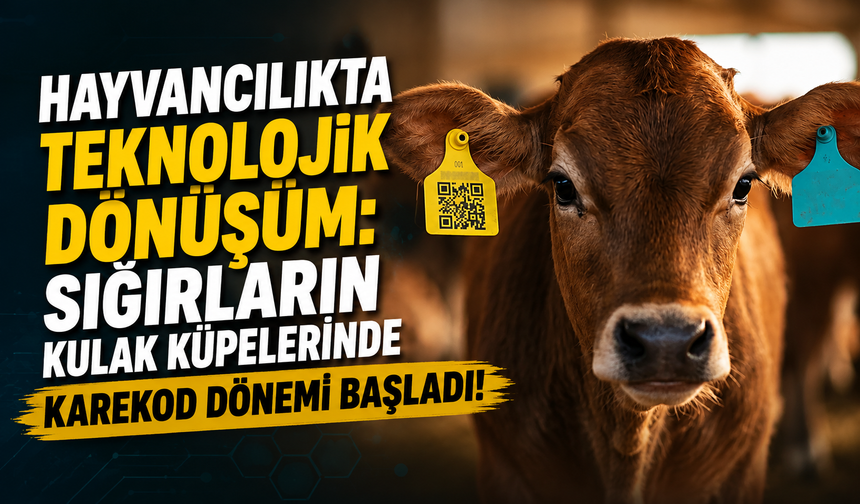 Bakanlıktan Hayvancılıkta Yeni Düzenleme: Sığır Küpelerinde Karekod Dönemi Başladı!