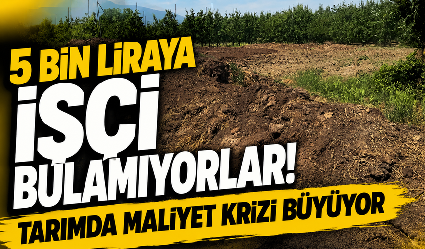 Çiftçinin Yeni Gözdesi Şaşırttı! 5 Bin Liraya İşçi Bulamıyorlar!