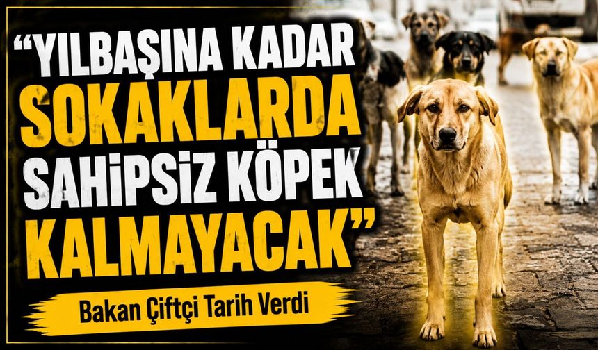 Bakan Çiftçi Tarih Verdi: Yılbaşına Kadar Sokaklarda Sahipsiz Köpek Kalmayacak